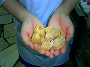 �T�N�����{