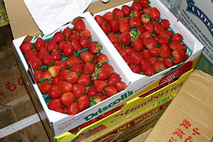 �W�����@�R���t�B�`���[��