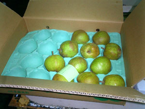 ���E�t�����X