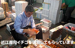 �ߍ]�������C�`�S�̑I��