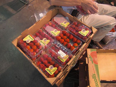 �J���t�H���j�A�Y�C�`�S