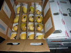 �t�B���s���E�}���S�[