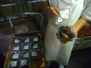 �A�����J�Y�C�`�W�N