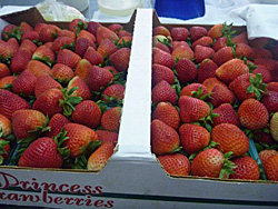 アメリカイチゴ