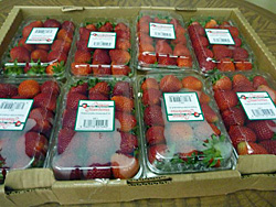 アメリカイチゴ