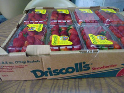 アメリカイチゴ