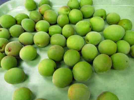 青梅