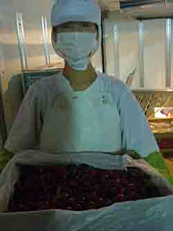 �T�N�����{