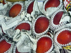 �É��̃}���S�[