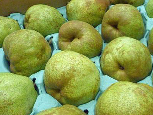 ���t�����Y