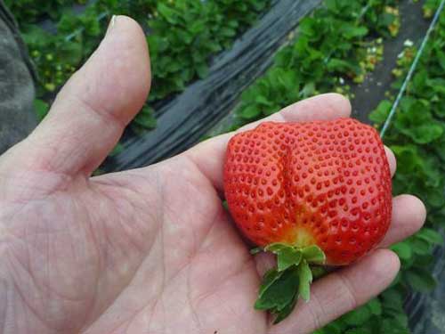 �����Ɉ�����C�`�S