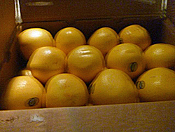 �t�����_�Y�O���[�v�t���[�c