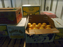 �t�����_�Y�O���[�v�t���[�c