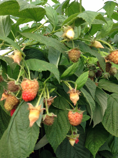 ���Y�x���[