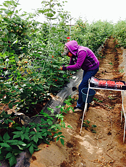 ���L�V�R�̃��Y�x���[