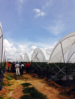 ���L�V�R�̃��Y�x���[