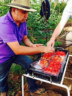 ���L�V�R�̃��Y�x���[