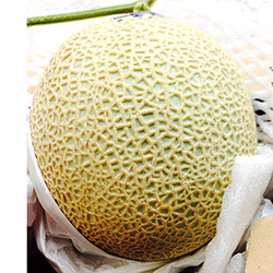 �ō���������