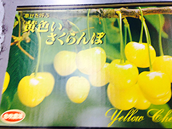 黄色いサクランボ