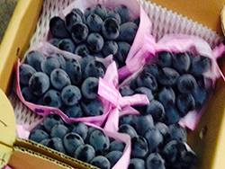 ナガノパープル