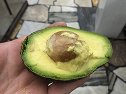 アボガド