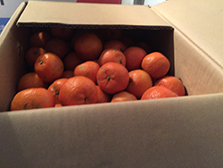 ���������񂩂�