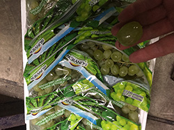 �O���[���V�[�h���X