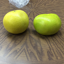 オロブロンコとメローゴールド