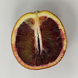 ブラドリーオレンジ