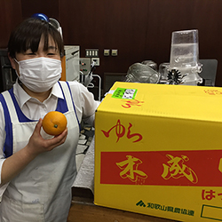 木なりはっさく