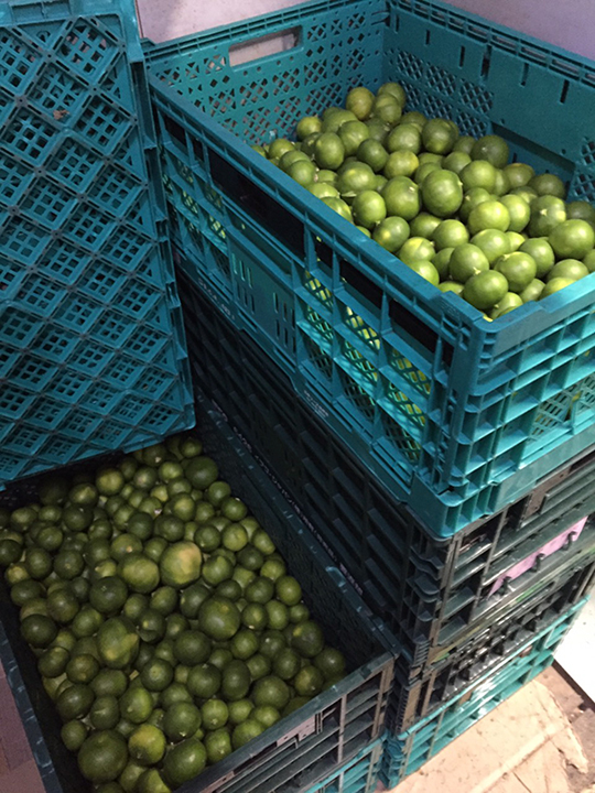 最高級のミカンの子供