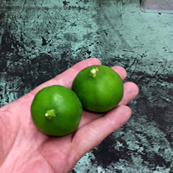 最高級のミカンの子供