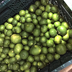 最高級のミカンの子供