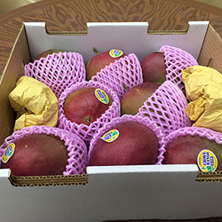 ブラジルから来たマンゴー「トス」