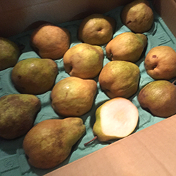 ���t�����X