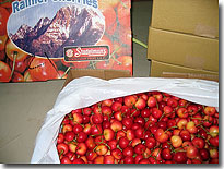 �T�N�����{