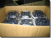 �A�����J�̃u���[�x���[