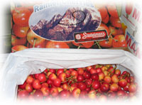 �T�N�����{