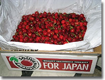 �j���[�W�[�����h�Y�T�N�����{