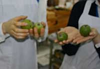 �t�F�C�W���A