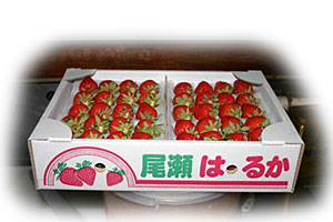 �����͂邩