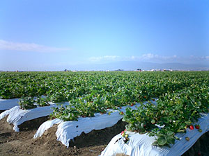 ���[���p��