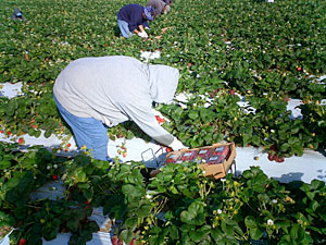 �p���̃`���R���[�g��