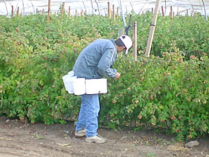 �z���C�g�A�X�p��