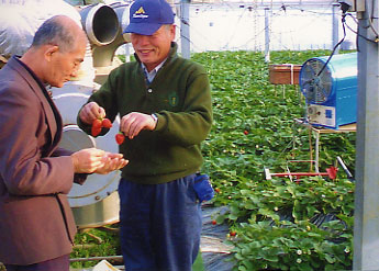 �Ȗ؂̃C�`�S��