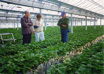 �Ȗ؂̃C�`�S��