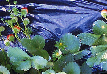 �Ȗ؂̃C�`�S��