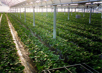 �Ȗ؂̃C�`�S��