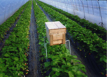 �Ȗ؂̃C�`�S��